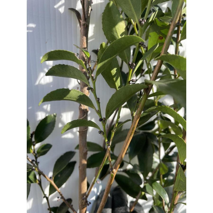 姫榊 ヒサカキ 株立ち 約1.9m 現品販売 特大株 植木 苗木 大苗 榊の木