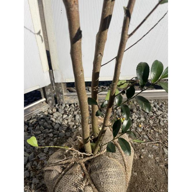 姫榊 ヒサカキ 株立ち 約1.9m 現品販売 特大株 植木 苗木 大苗 榊の木