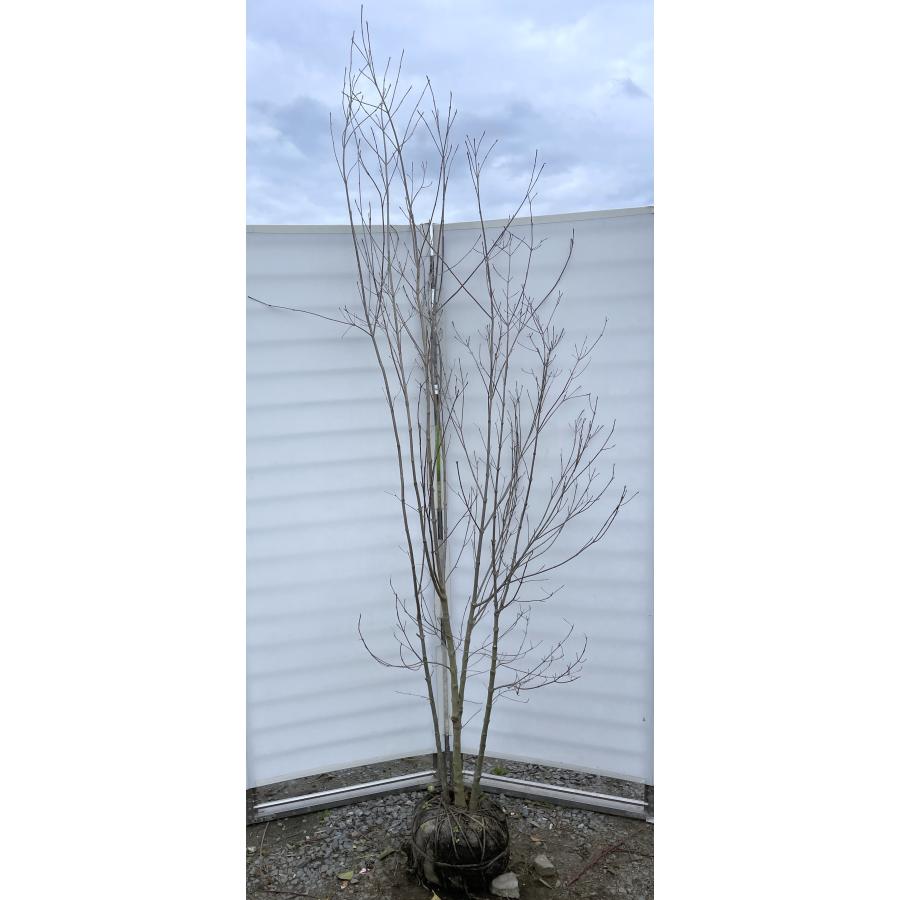 ヤマボウシ 株立ち 約2.5m 現品発送 超特大株 植木苗木大苗 山法師