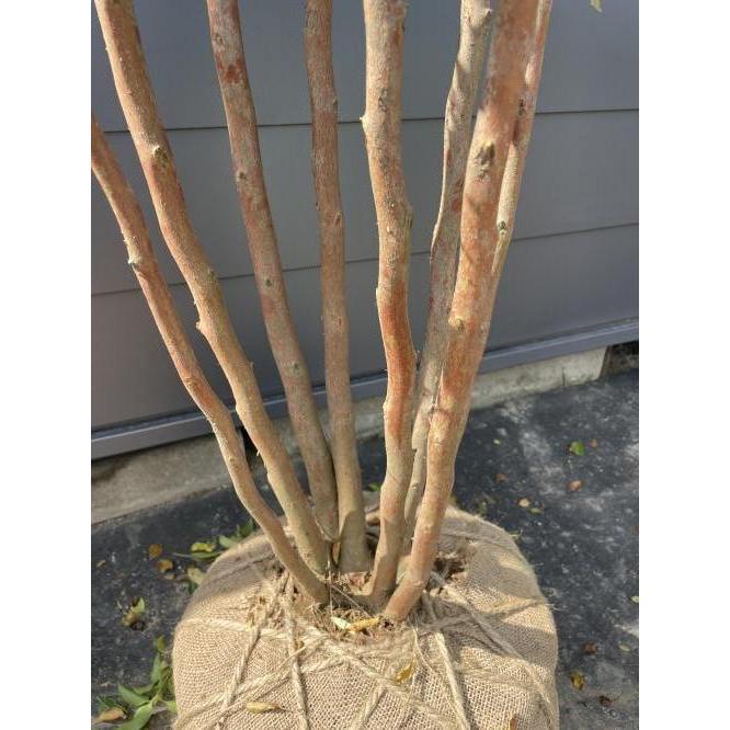 ヒメシャラ 8本株立ち 約2.6m 現品発送 一点物 豪華株 シャラノキ 夏