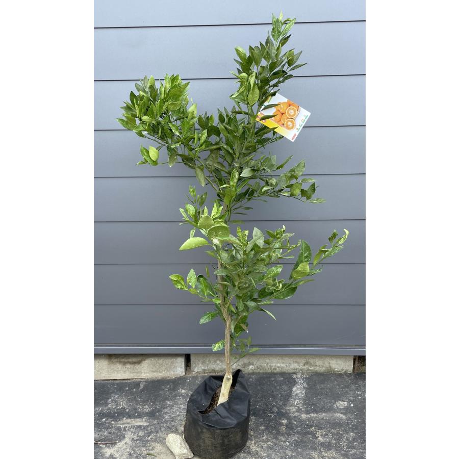 種苗登録温州みかんの木 早香 約1.5m 現品発送 はやか 大実温州ミカン