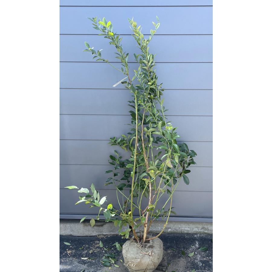 ブルーベリー ブライトウェル 6本株立ち 約1.6m 特大植木苗木 一点物