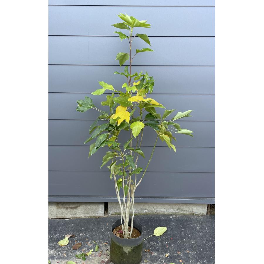 カクレミノ 7本株立ち 約1.4m 現品発送 特大株 植木苗木大苗 隠れ蓑