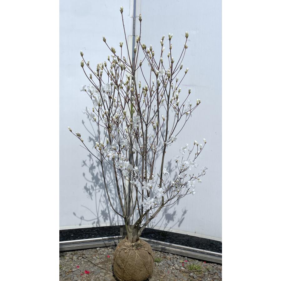 白花ミツバツツジ 株立ち 約1.4m 現品発送 特大植木苗木 白三つ葉