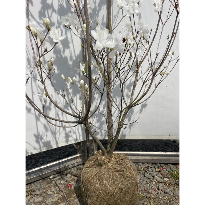 白花ミツバツツジ 株立ち 約1.5m 現品発送 特大植木苗木 白三つ葉