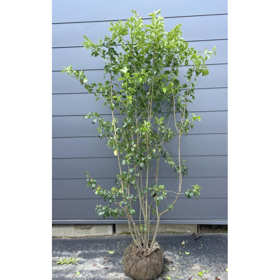 ソヨゴの木 8本株立ち 約1.8m 現品発送 一点物 豪華株 特大株 植木