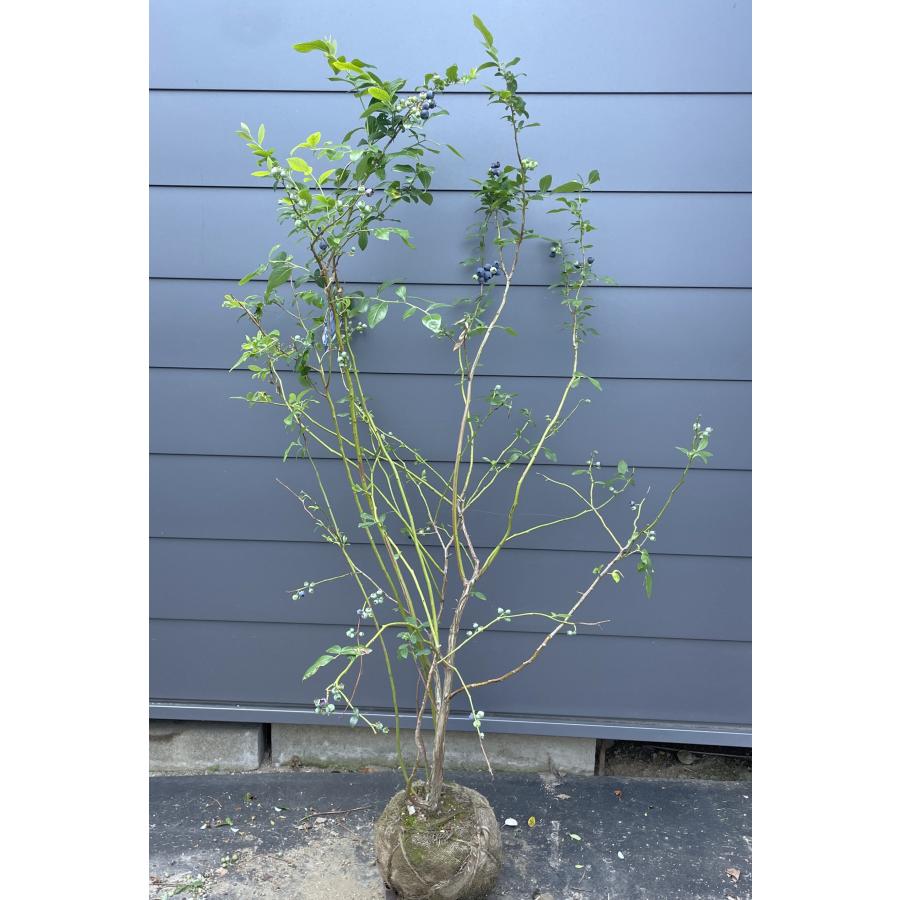 ブルーベリー ビックオニール 1.6m 現品発送 特大株 植木苗木大苗