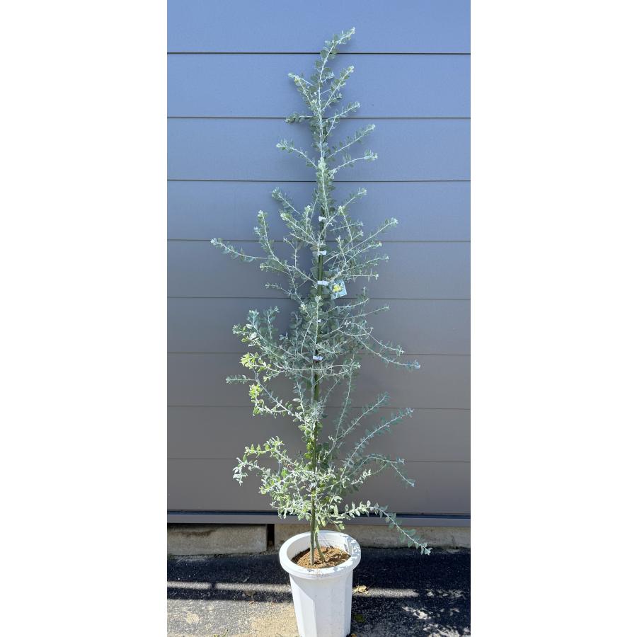 鉢植えパールアカシア 約1.8m 現品発送 イエロースパーク 特大植木