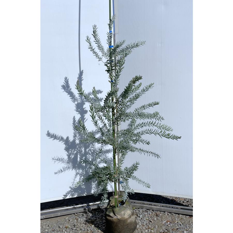 コベニーアカシア ブルーブッシュ 約1.5m 規格販売品 大苗 植木 苗木