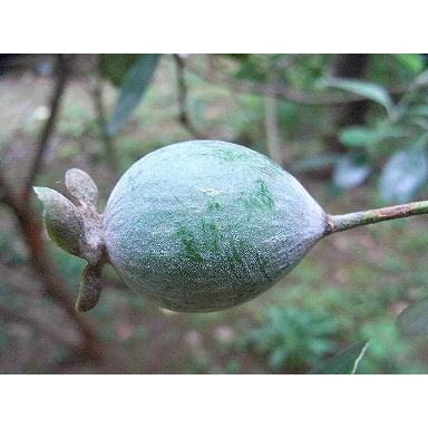 フェイジョア 株立ち 約1.5m 規格販売 植木 苗木 大苗 お買い得な