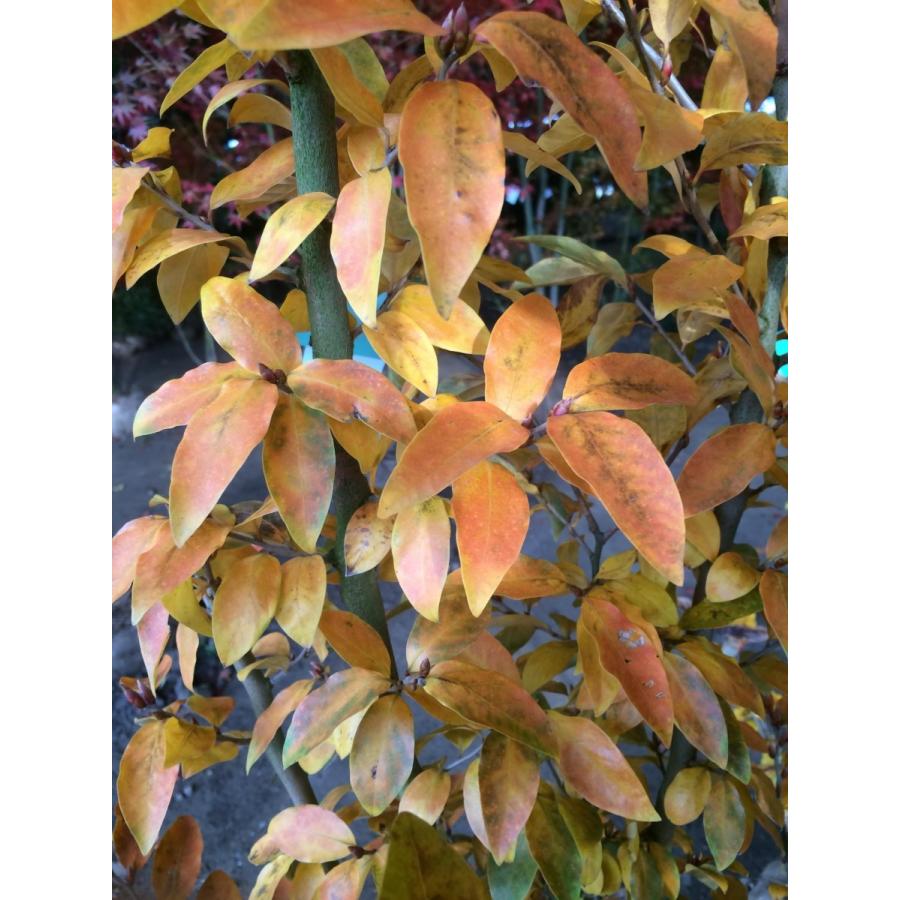 ヤマコウバシ 6本株立ち 約2.2m 現品発送 美樹形株 山香ばし : 大福