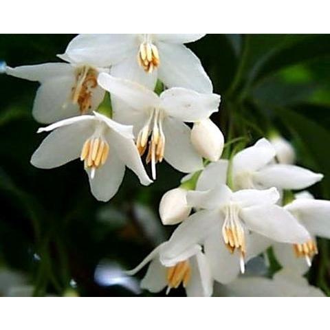 エゴの木 株立ち 約2.5m エゴノキ 美樹形株 超特大植木苗木 規格販売