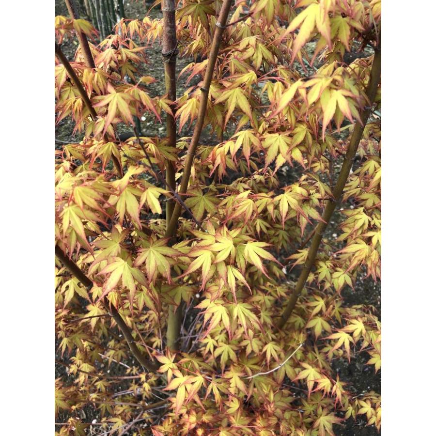 桂モミジ カツラモミジ 約2.1m 現品発送 大株植木苗木 桂紅葉