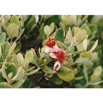 フェイジョア 8本株立ち 約2m 現品発送 特大植木苗木 常緑樹 送料