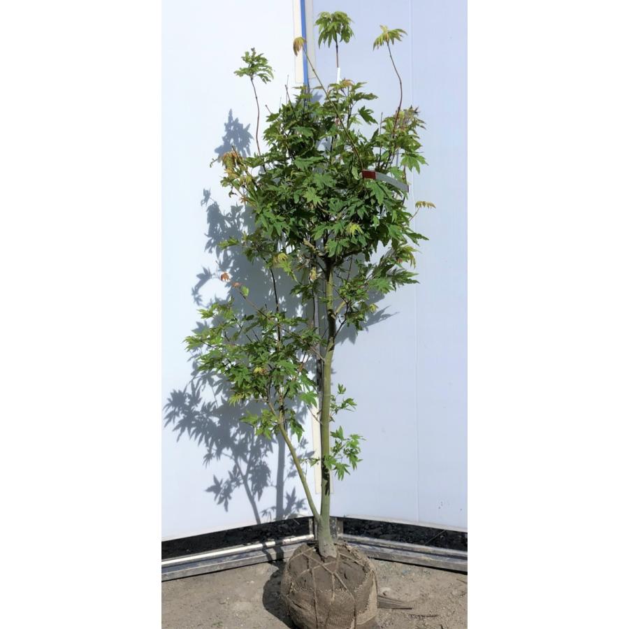 コハウチワカエデ 約1.6m 1本株 現品発送 特大植木苗木 小羽団扇楓