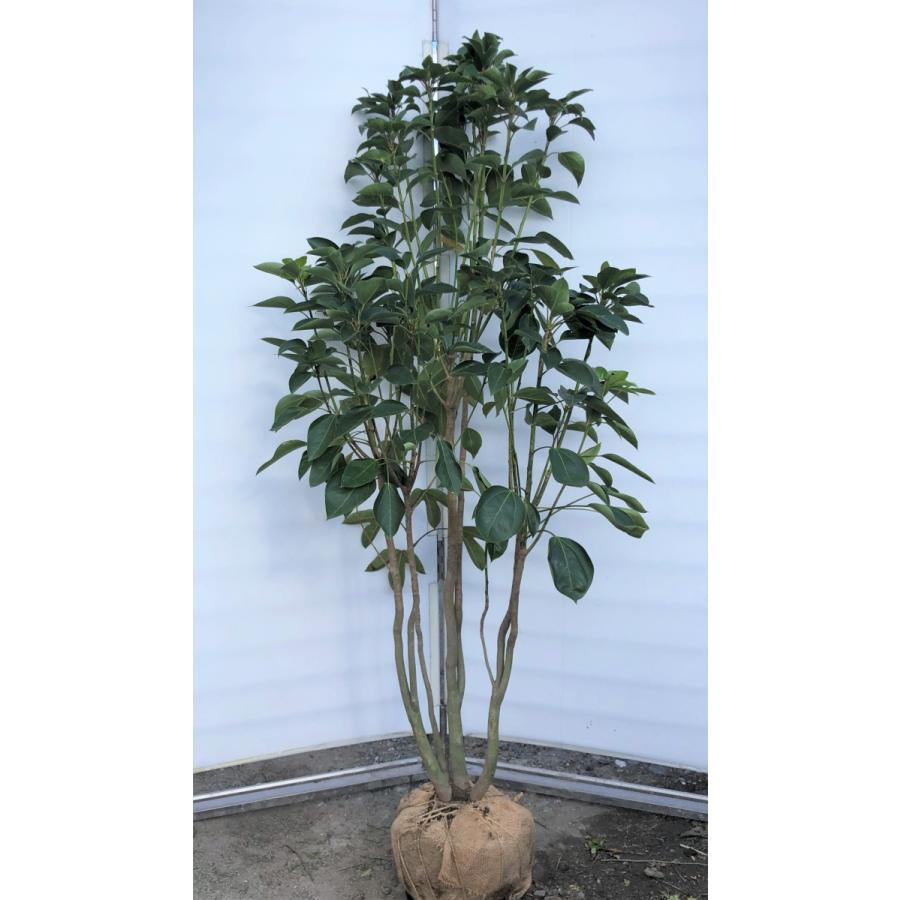 カクレミノ 株立ち 約1.7m 現品発送 美樹形株 特大植木苗木 隠れ蓑