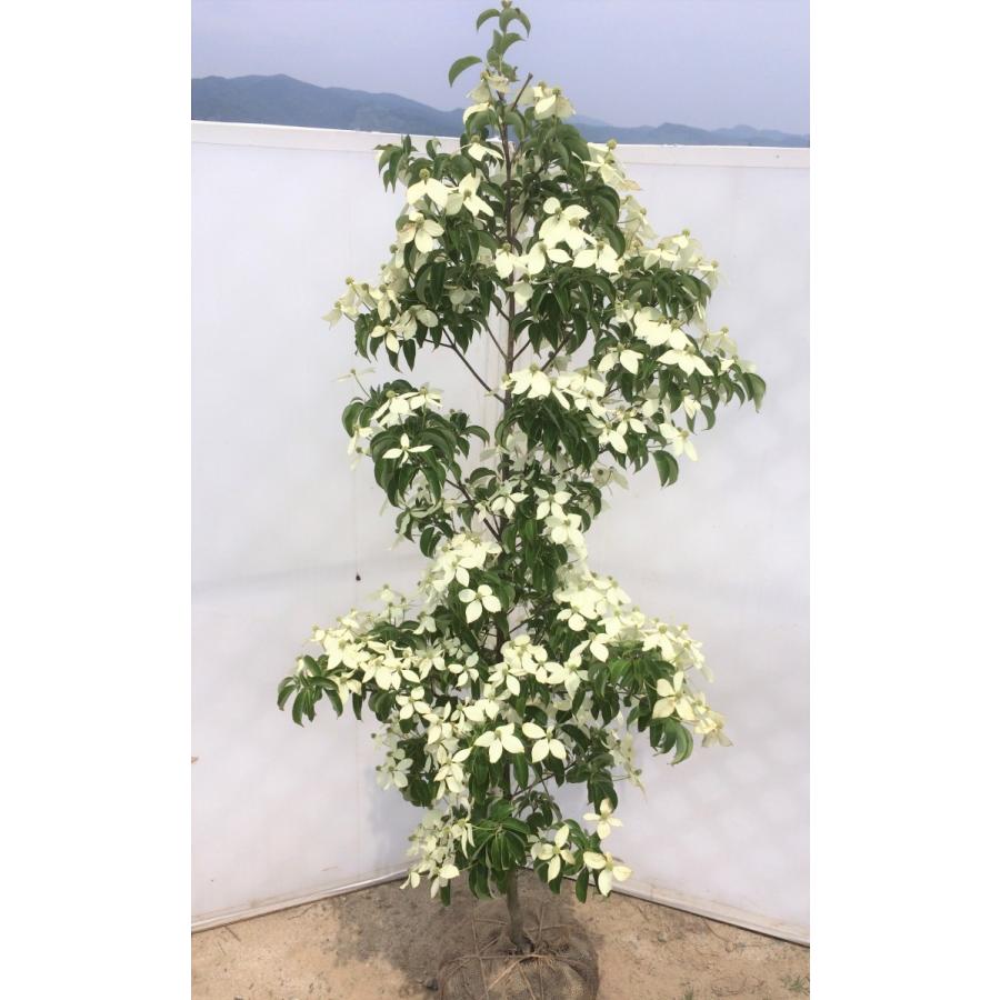 常緑ヤマボウシ 月光 約2m 1本株 大株苗木 お買得なおまかせ株