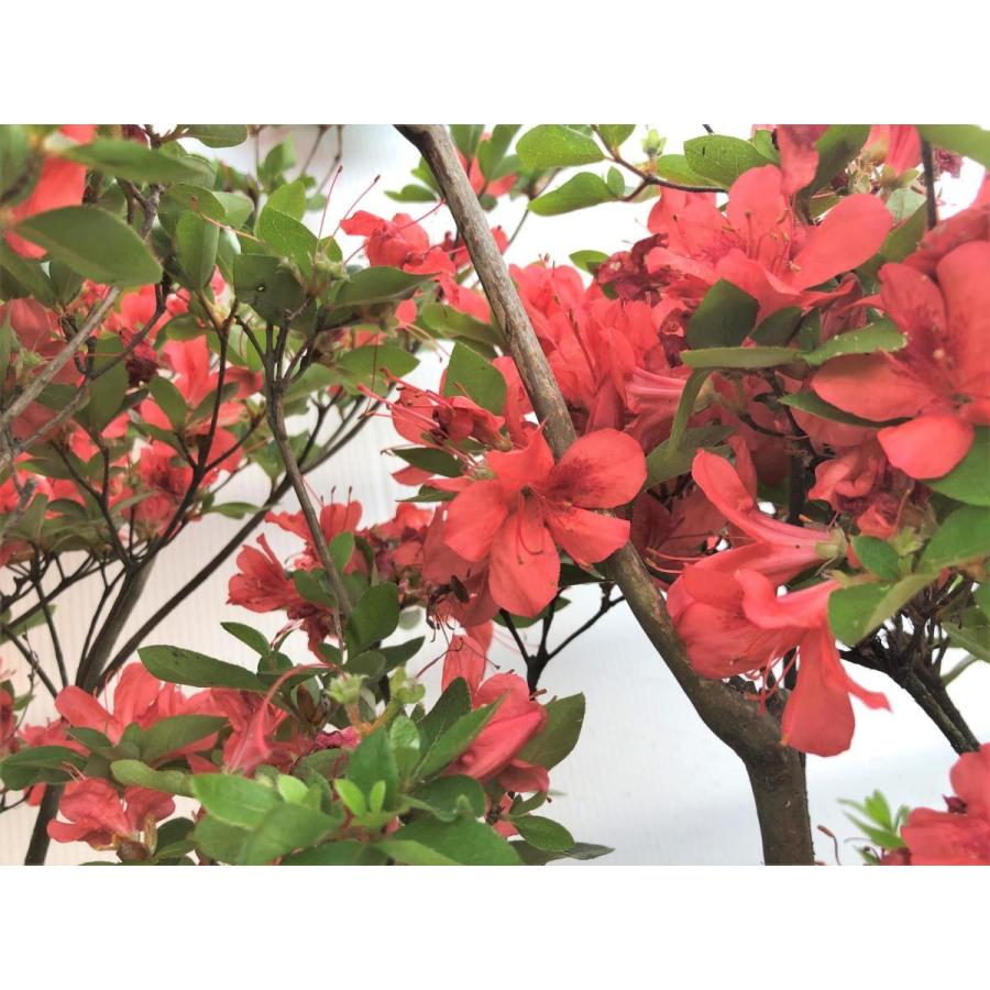 山ツツジ 約2m 株立ち 現品発送 美樹形株 特大株 大苗植木苗木