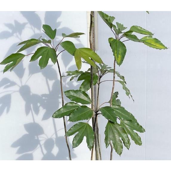 カクレミノ 株立ち 約1.5m 現品発送 特大株 植木苗木大苗 隠れ蓑 隠蓑