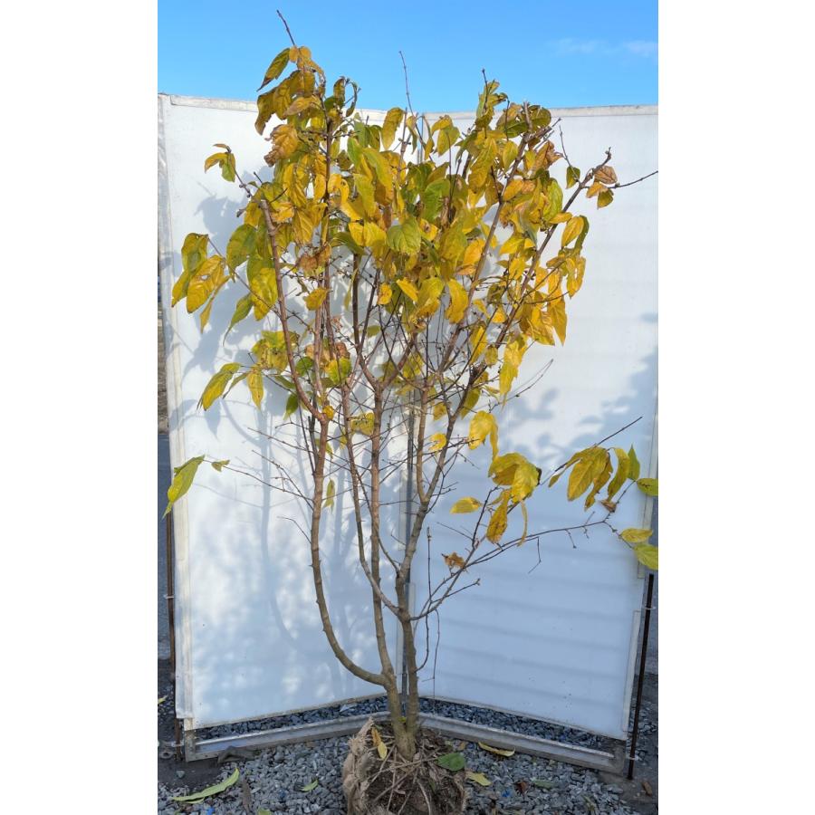 満月蝋梅 満月ロウバイ 株立ち 約1.9m 現品発送 特大株 植木苗木大苗