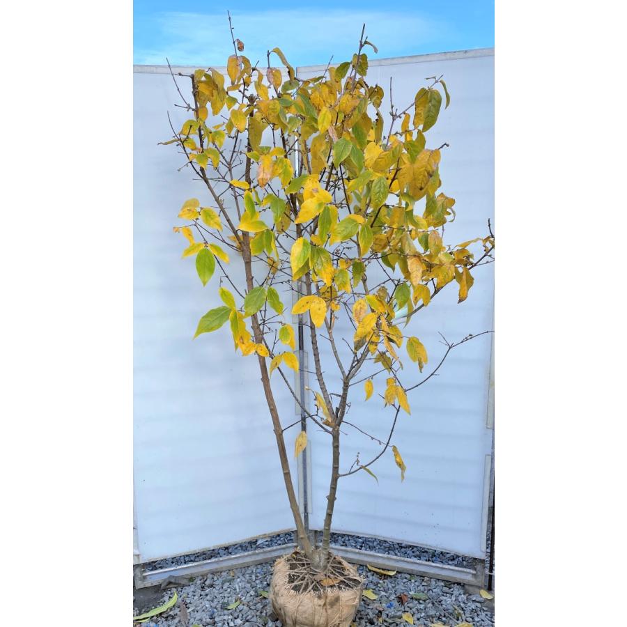 満月蝋梅 満月ロウバイ 株立ち 約2m 現品発送 特大株 植木苗木大苗 冬