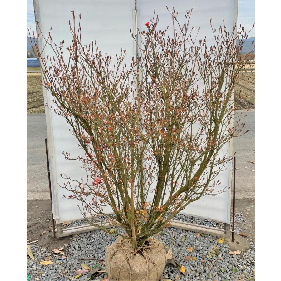 山ツツジ 10本株立ち 約1.7m 現品発送 一点物 豪華株 特大植木苗木