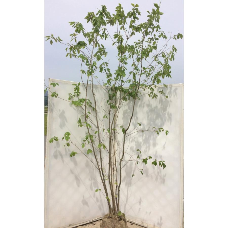 コナラ 株立ち 約2.5m 紅葉が綺麗などんぐりの木 超特大株 植木苗木