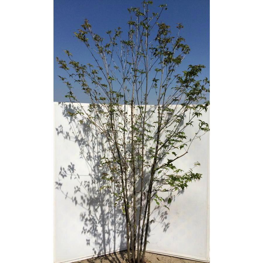 ヤマボウシ 株立ち 約2.7m 美樹形株 超特大株 植木苗木大苗 山法師