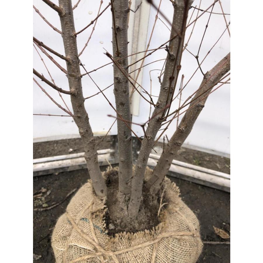 桂の木 カツラの木 株立ち 約2m 特大株 大苗 植木苗木 規格販売