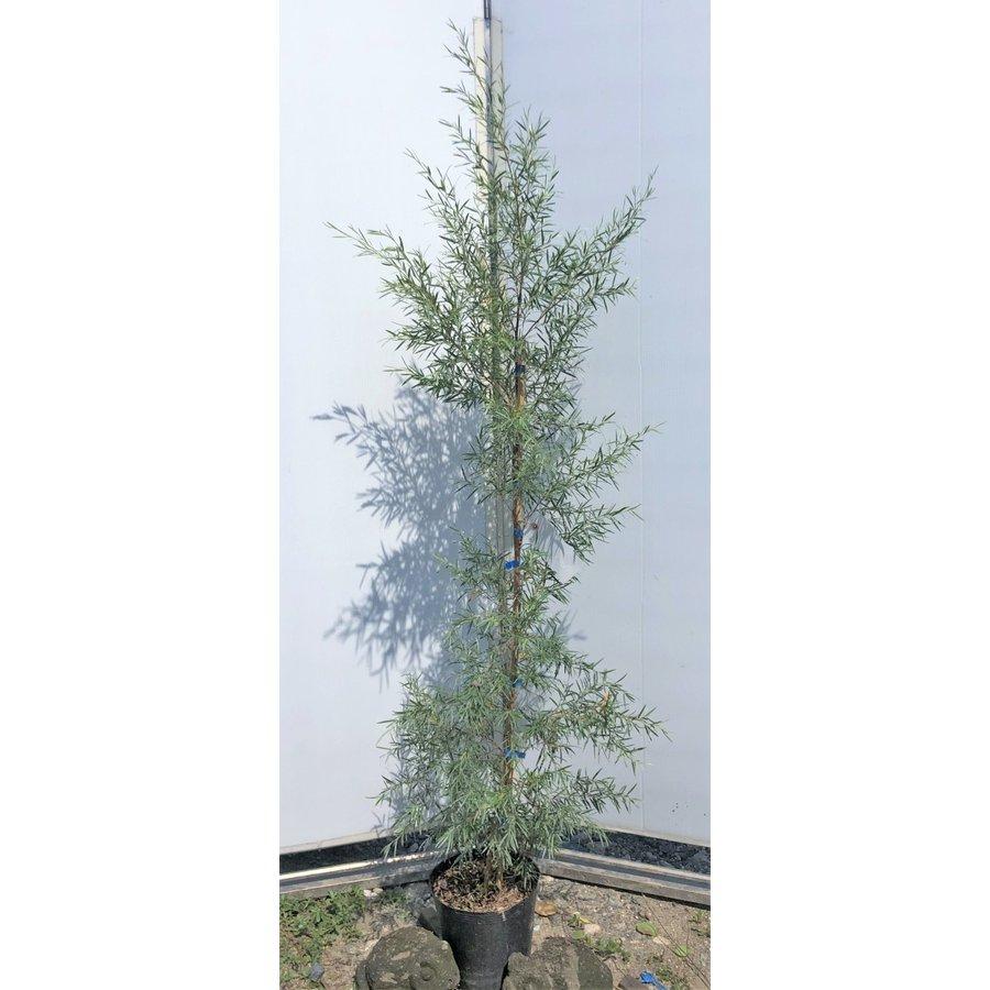 シルバーティーツリー 約1.7m 特大株 植木苗木大苗 常緑樹 規格販売