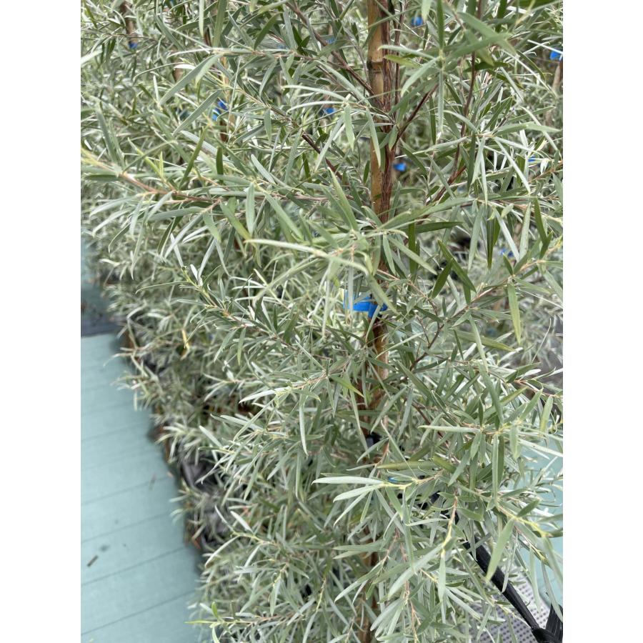 シルバーティーツリー 約1.2m 特大植木苗木 常緑樹 規格販売 お買い得