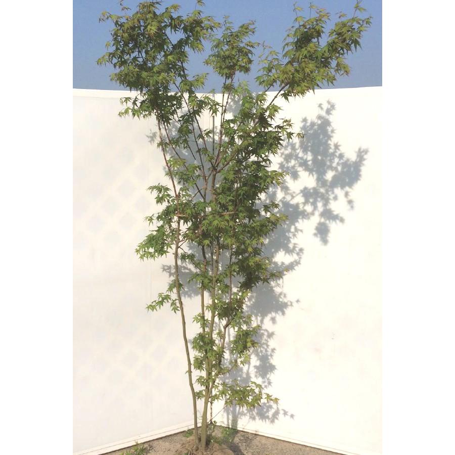 山モミジ 株立ち 約2.2m 超特大株 規格販売 植木 苗木 大苗 お買い得