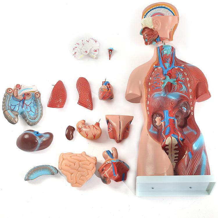 ユニセックス人体模型GX-205 お腹の見える人体模型46cm 23パーツ