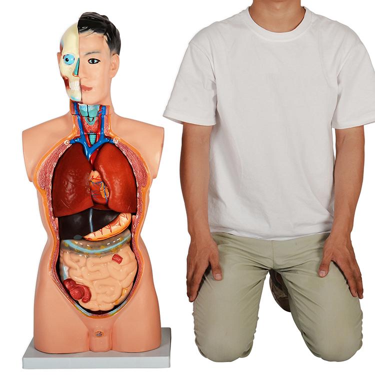 内蔵模型 人体模型85cm 男性 GX-201パーツ取り外し可 JK-2994Y : 株式