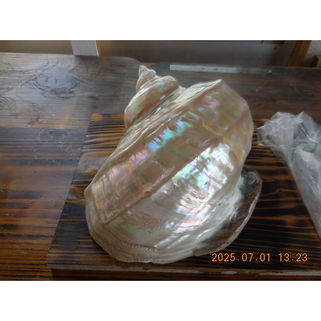 夜光貝特大サイズ真珠層磨き : 夜光貝と海洋深層水調合液販売 - 通販