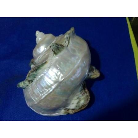 夜光貝形状保存真珠層磨きA級品 : 夜光貝と海洋深層水調合液販売