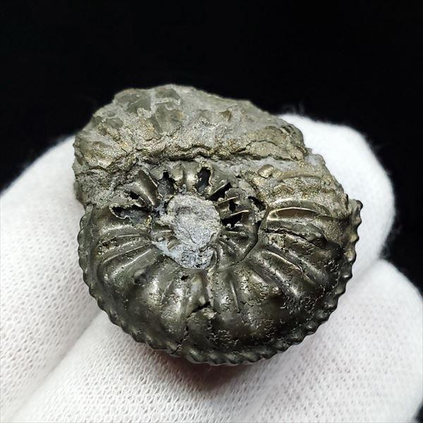 希少 パイライト アンモナイト アマルセラス 化石 本物 フランス産