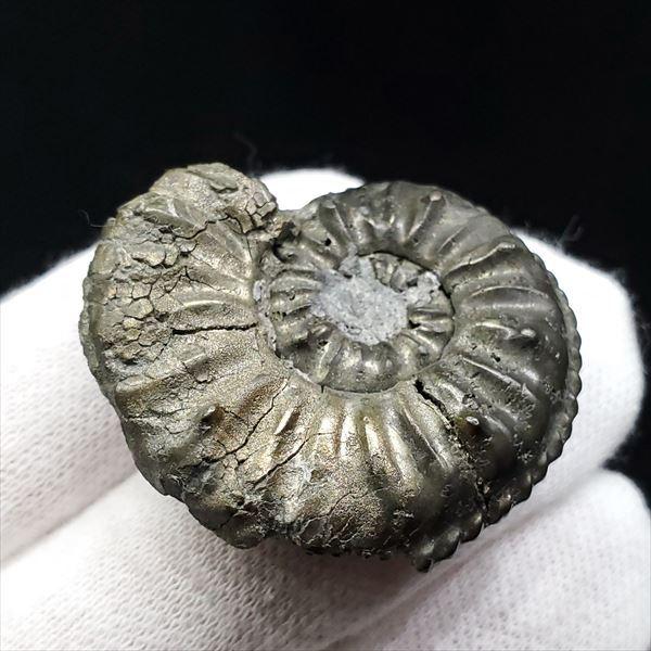 希少 パイライト アンモナイト アマルセラス 化石 本物 フランス産