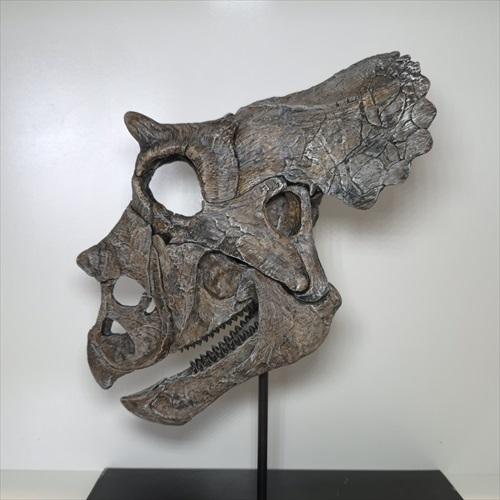 トリケラトプス 頭骨 化石 レプリカ 約 350mm プレゼント ギフト tcr1