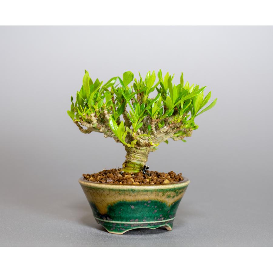 豆盆栽 クチナシ 喜代誉 梔子 盆栽（くちなし・喜代誉 豆盆栽）小さな