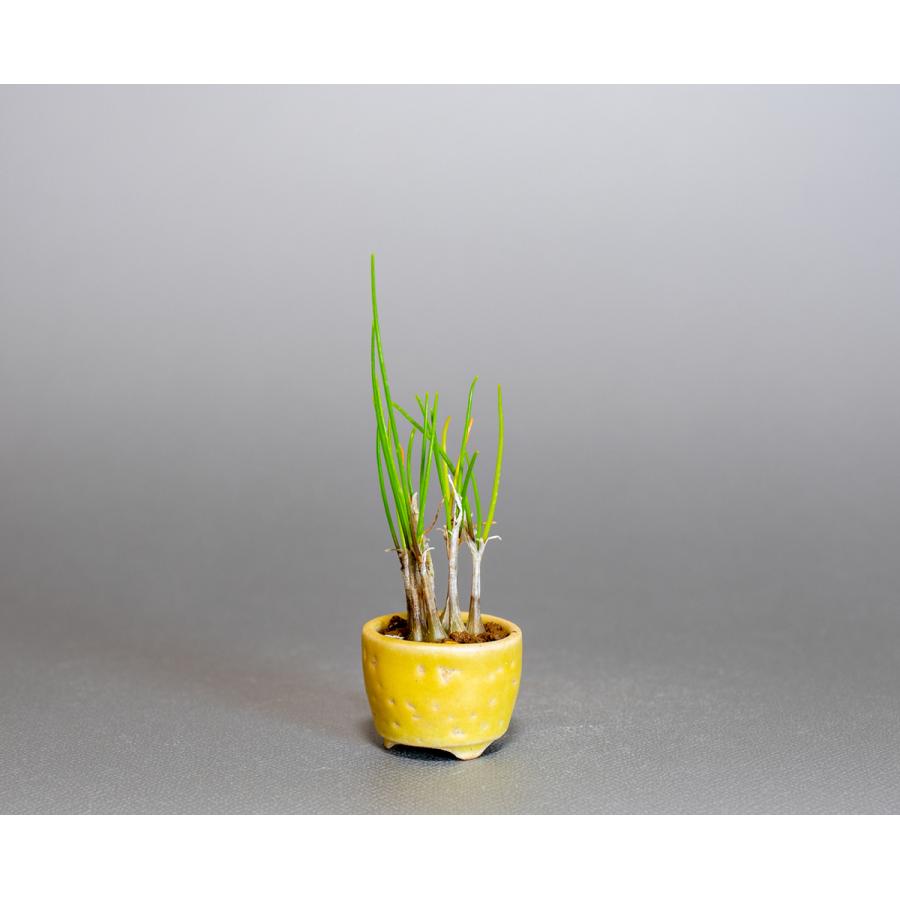 草もの盆栽 ヤマラッキョウ草盆栽 山辣韮（やまらっきょう・草盆栽 山