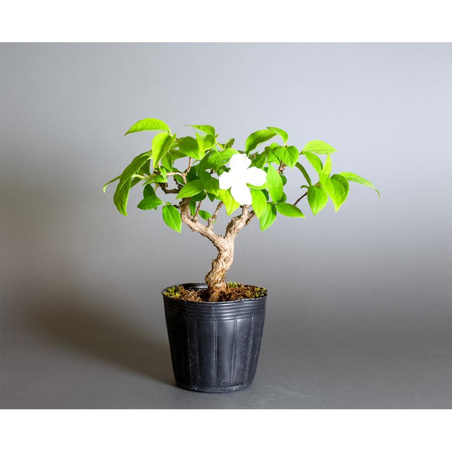 盆栽用苗 盆栽素材 バイカウツギ盆栽 ミニ盆栽素材（ばいかうつぎ