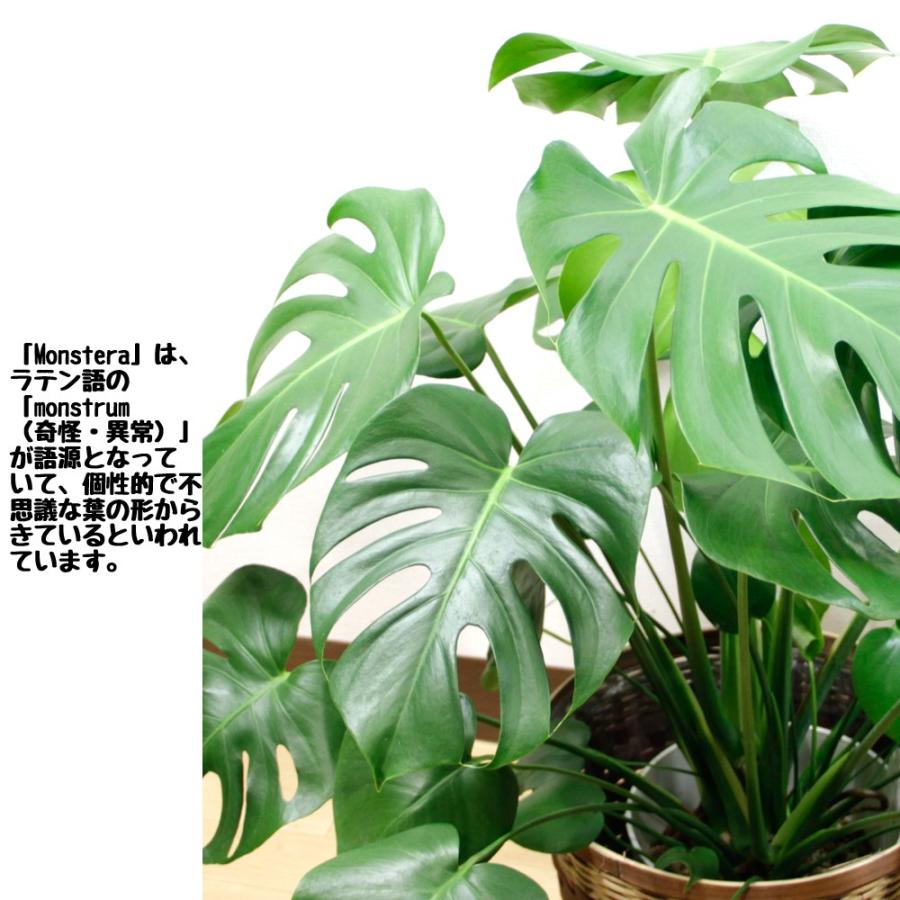送料無料 観葉植物 モンステラ8号 鉢カバー付 立て札、メッセージ