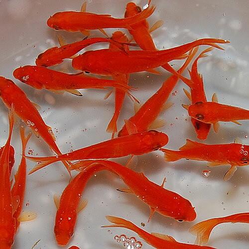 金魚 小姉100匹 エサ用 餌金エサ 餌 : エムワイショップアクア - 通販