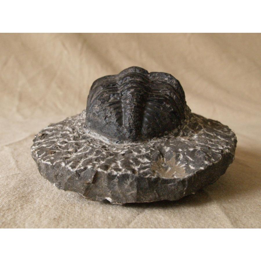 稀少珍品 デボン紀 三葉虫化石 奇形 母岩付14cm1.1kg Trilobite