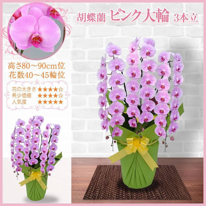 胡蝶蘭 お祝い 3本立ち、5本立ち 大輪(40〜45輪) 30000円(税別)花 開店