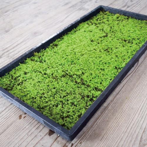 スナゴケ 砂苔 10トレー セット トレーサイズ300mm×600mm コケリウム