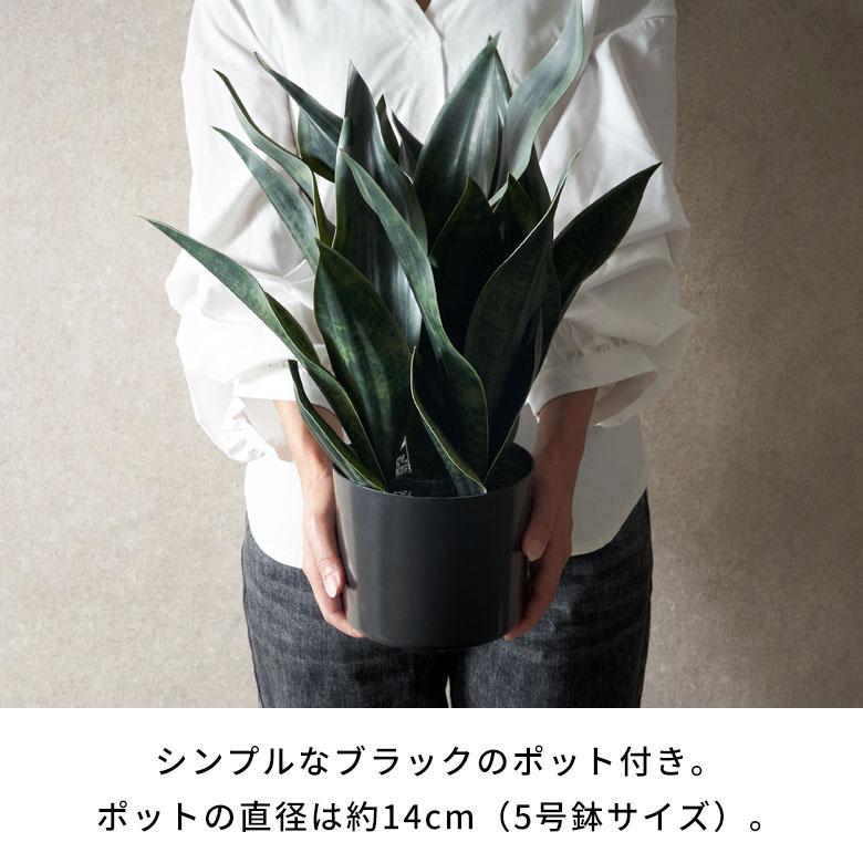 フェイク グリーン サンセベリア サンスベリア 高さ 48cm 人工 観葉