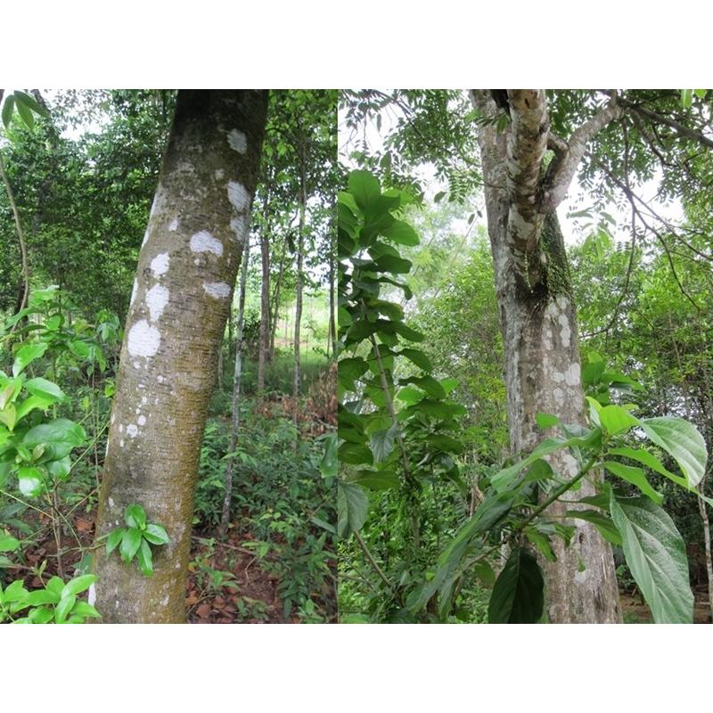 ベトナム産高級栽培沈香【中高ランク】5g量り売り サンプル 沈香 沈水