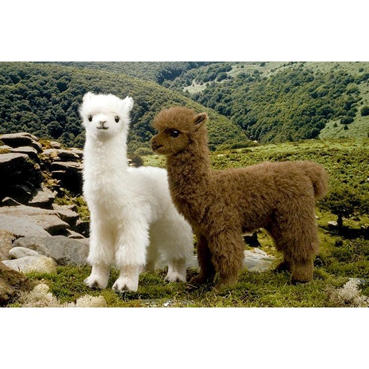 KOESEN ケーセン社 アルパカ : 木のおもちゃ ユーロバス - 通販